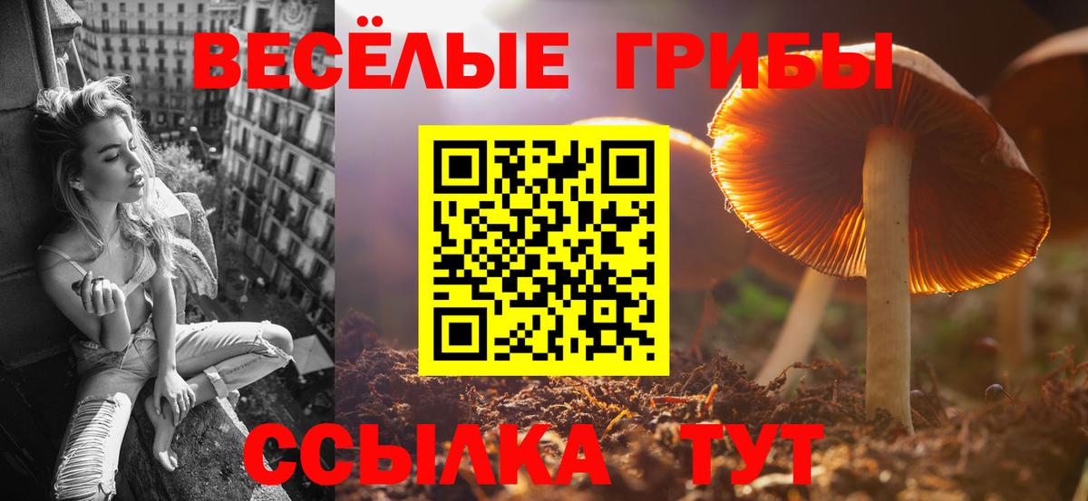 Кинель  Псилоцибиновые грибы прущие грибы  Вход с VPN  Псилоцибиновые грибы Psilocybe 